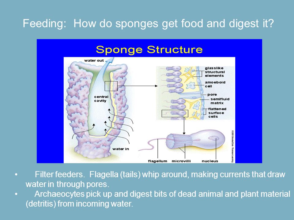 Feeding: How do sponges get food and digest it