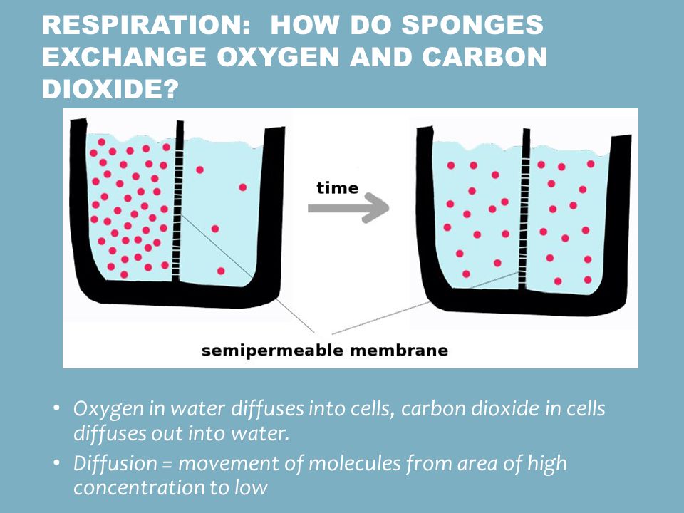 Respiration: How do sponges exchange oxygen and carbon dioxide
