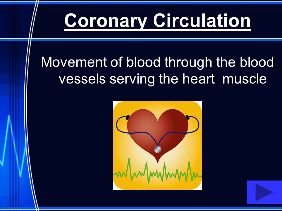 Movement of blood through the blood vessels serving the heart muscle