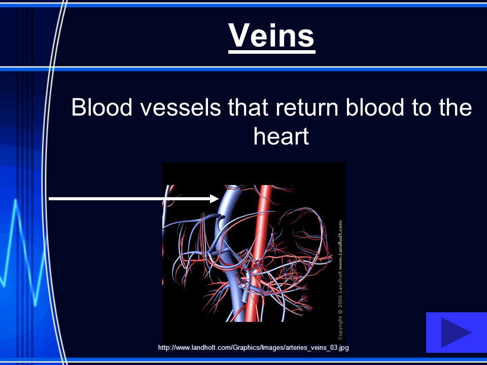 Blood vessels that return blood to the heart