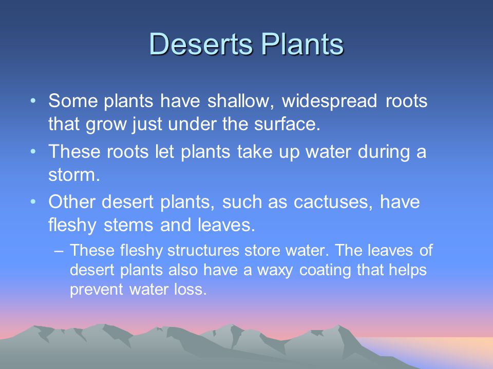 Deserts Plants Some plants have shallow, widespread roots that grow just under the surface. These roots let plants take up water during a storm.