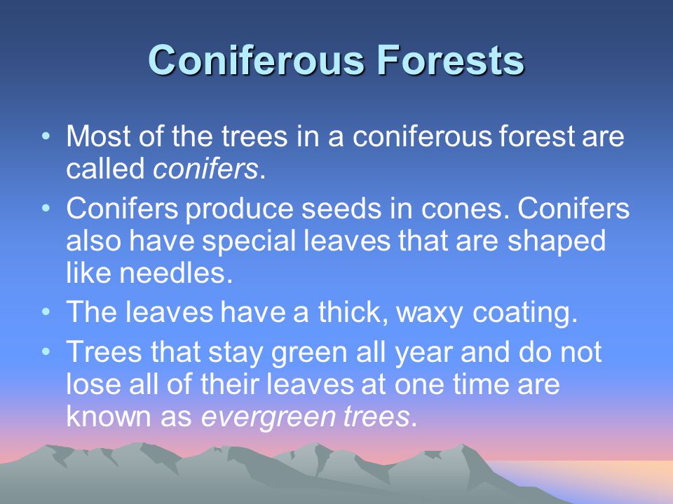 Coniferous Forests Most of the trees in a coniferous forest are called conifers.