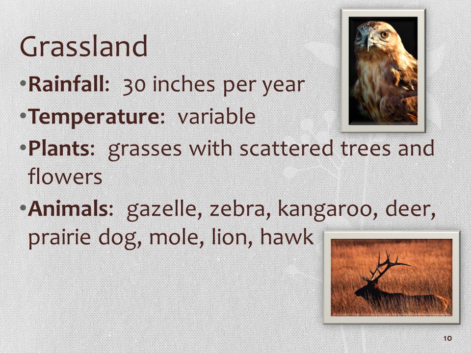 Grassland Rainfall: 30 inches per year Temperature: variable