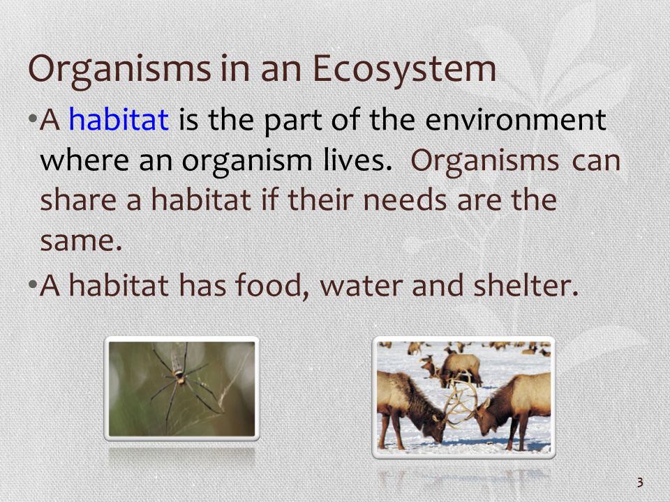 Organisms in an Ecosystem