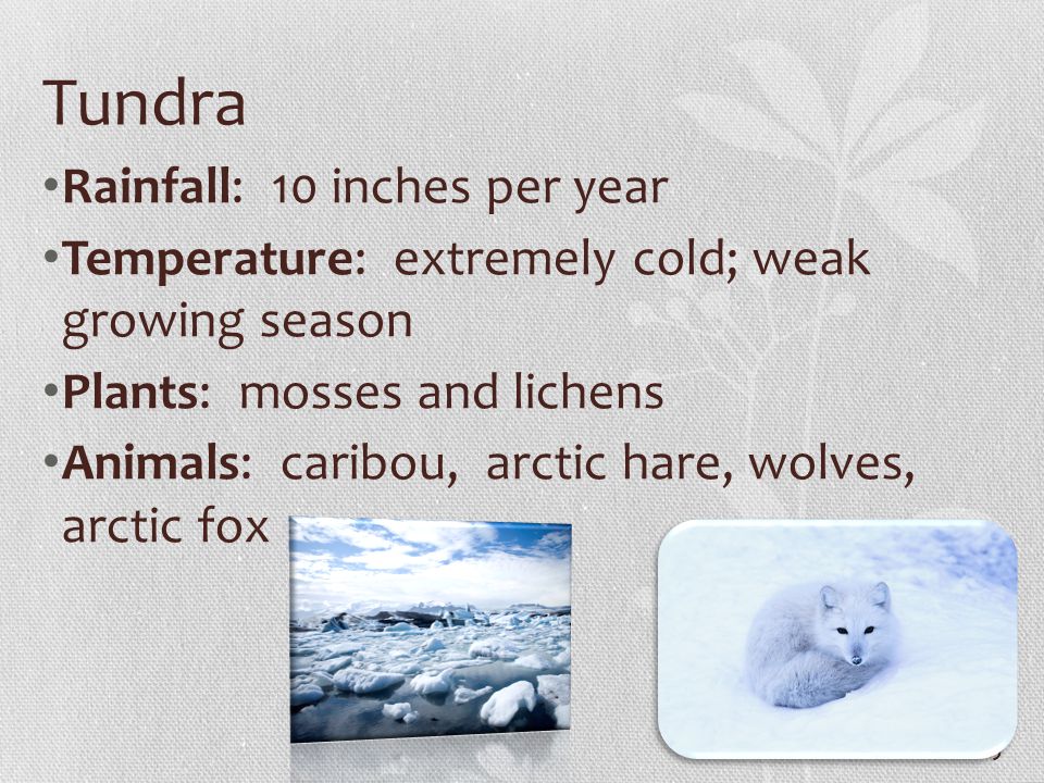 Tundra Rainfall: 10 inches per year