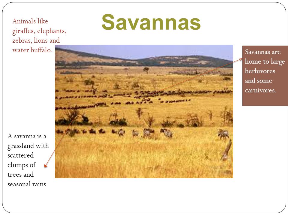 Savannas Animals like giraffes, elephants, zebras, lions and water buffalo. Savannas are home to large herbivores and some carnivores.