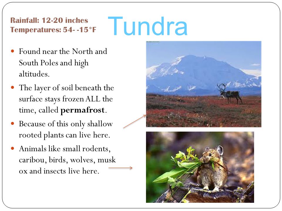 Tundra Found near the North and South Poles and high altitudes.