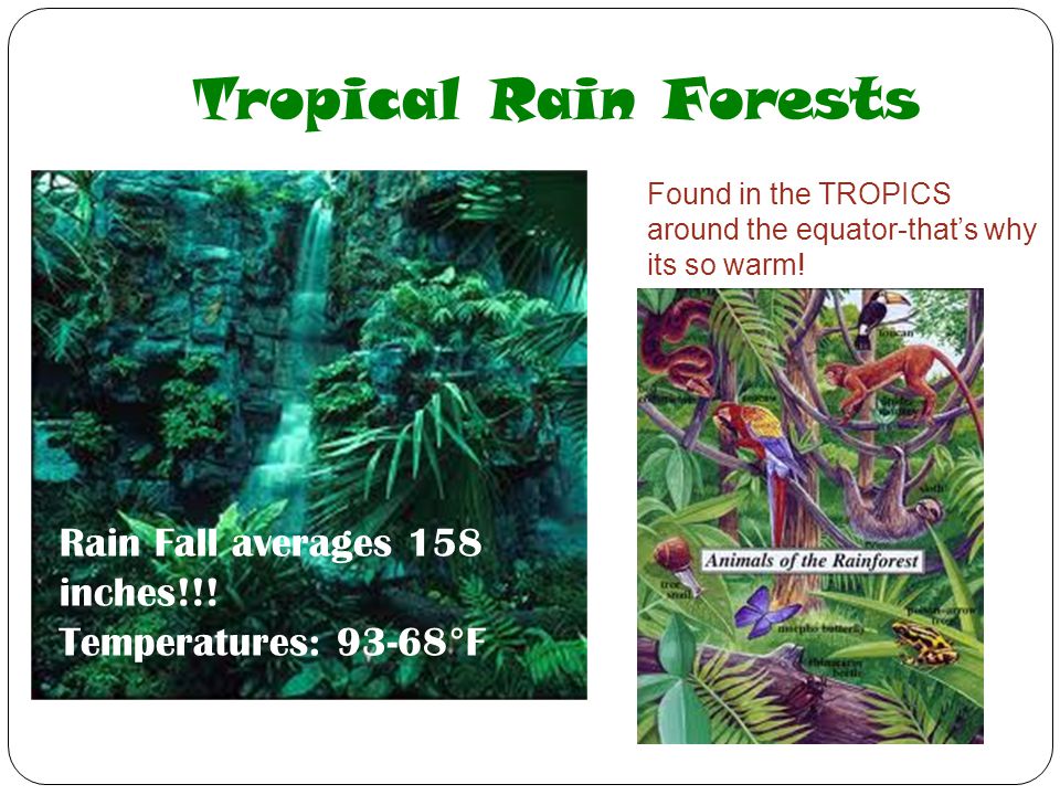 Tropical Rain Forests Rain Fall averages 158 inches!!!