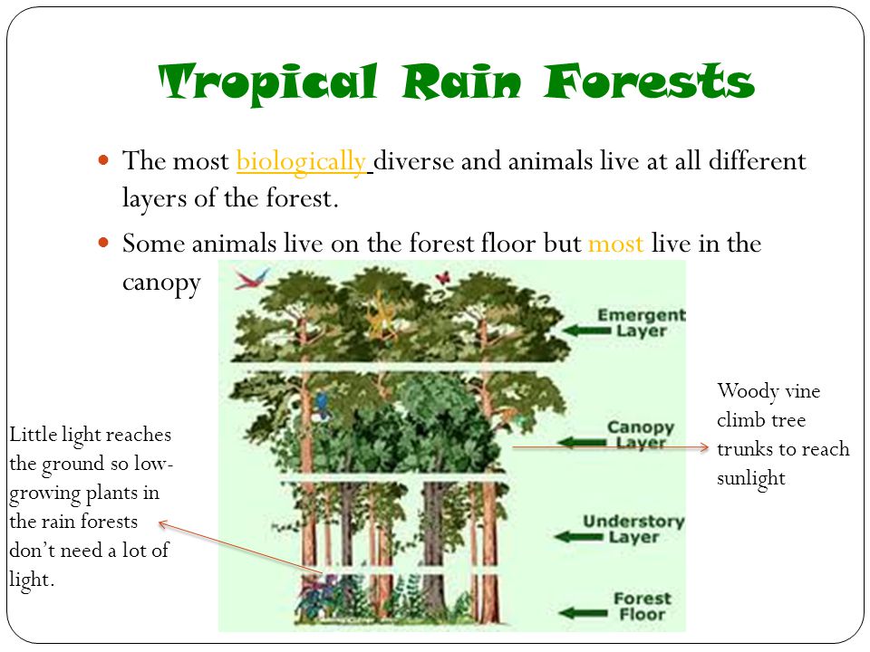 Tropical Rain Forests The most biologically diverse and animals live at all different layers of the forest.