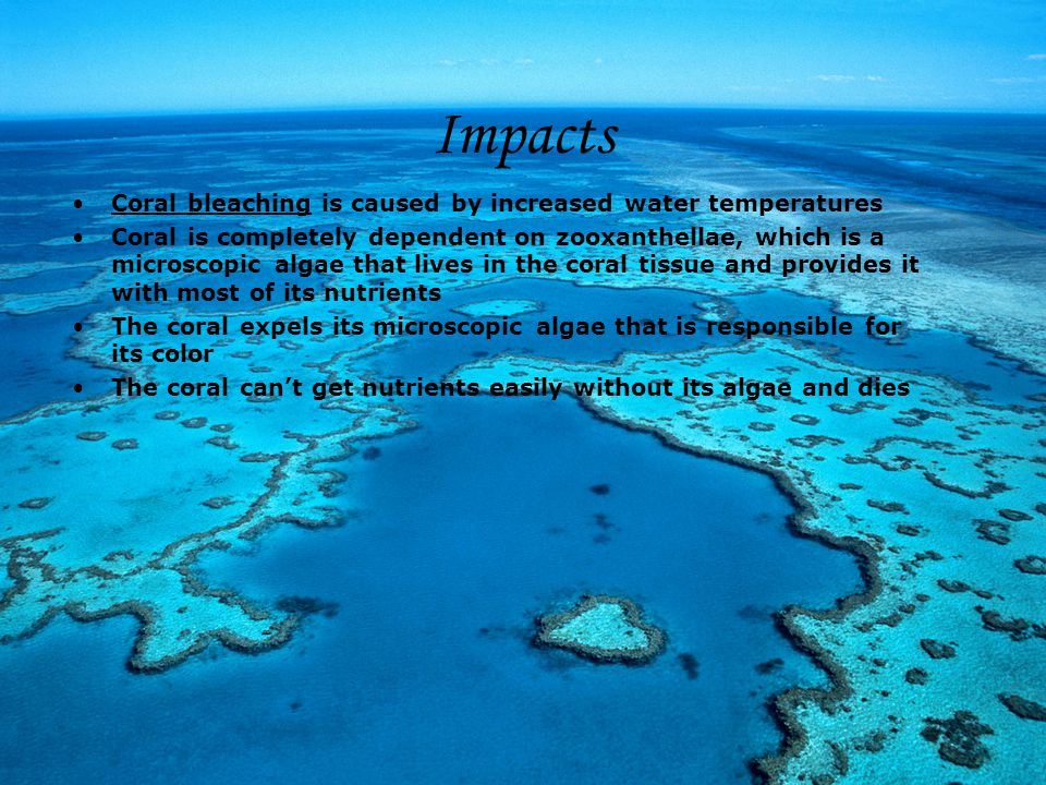 Impacts Coral bleaching is caused by increased water temperatures