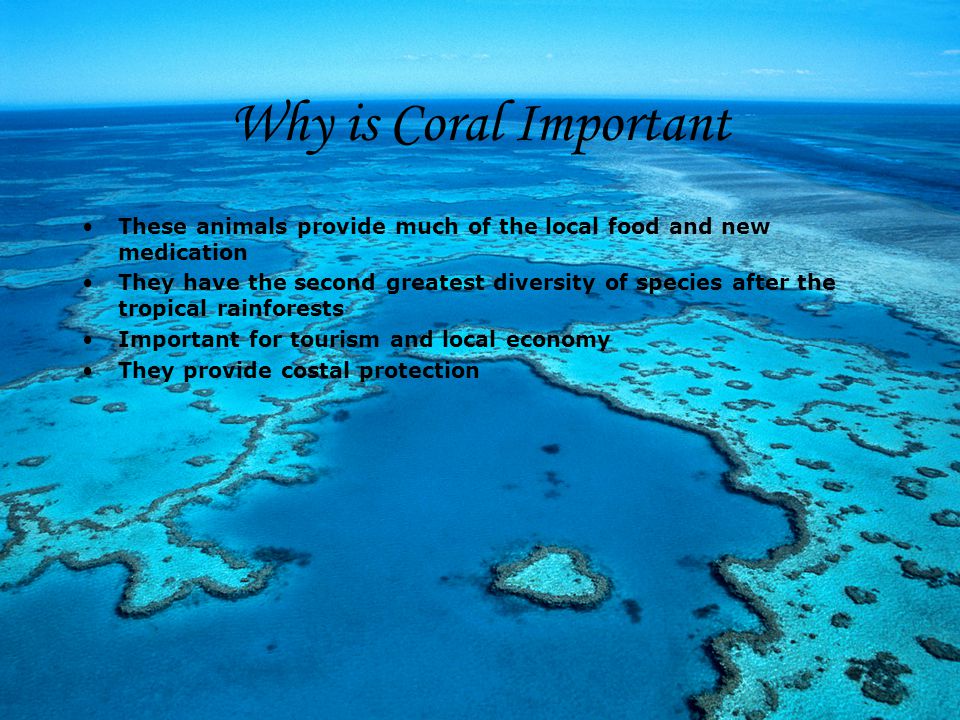 Why is Coral Important These animals provide much of the local food and new medication.