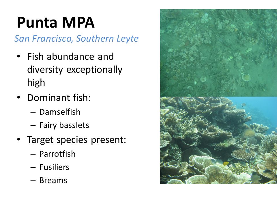 Punta MPA Fish abundance and diversity exceptionally high