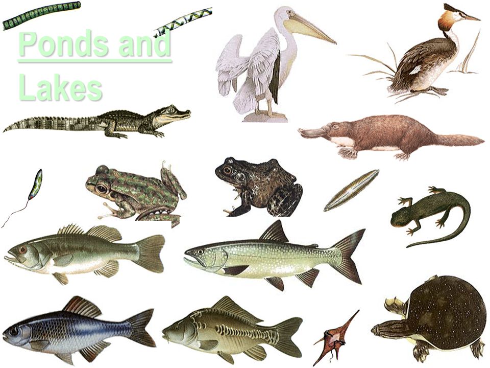 Aquatic Ecosystems Freshwater Marine Ponds & Lakes Streams & Rivers - ppt  video online download