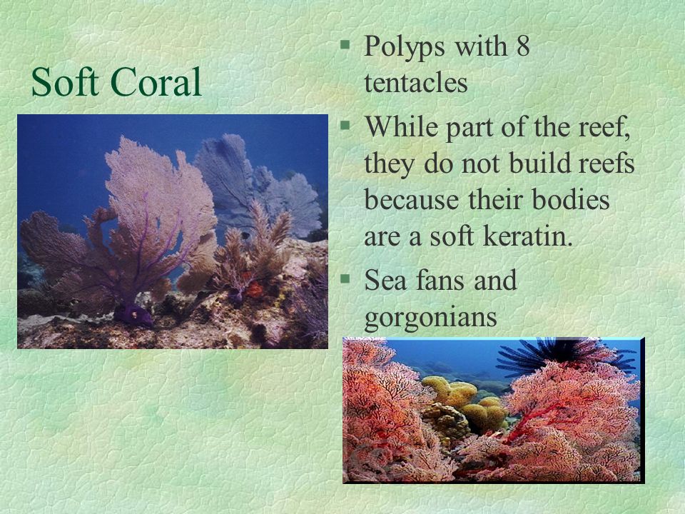 Soft Coral Polyps with 8 tentacles