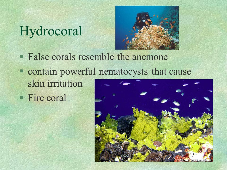 Hydrocoral False corals resemble the anemone