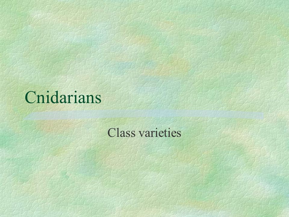 Cnidarians Class varieties