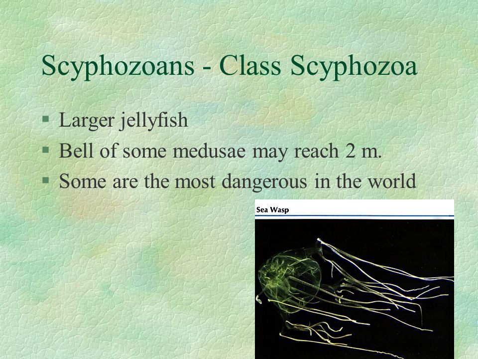 Scyphozoans - Class Scyphozoa