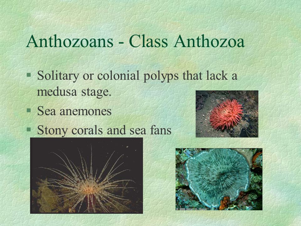 Anthozoans - Class Anthozoa