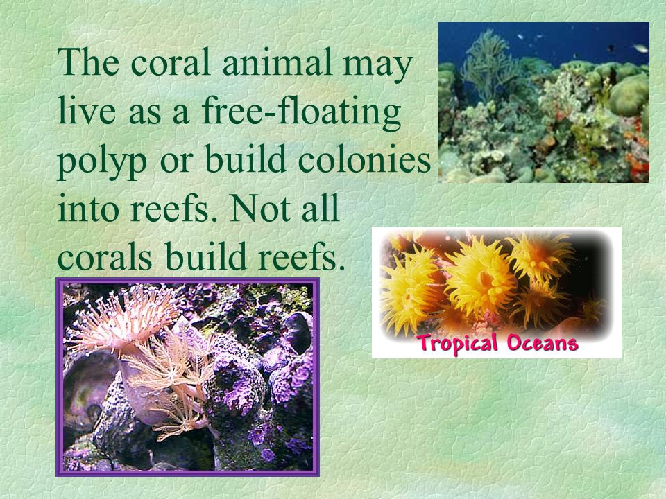 The coral animal may live as a free-floating polyp or build colonies into reefs.