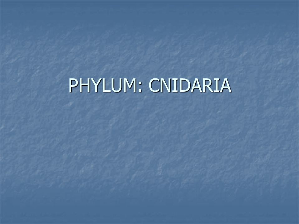PHYLUM: CNIDARIA