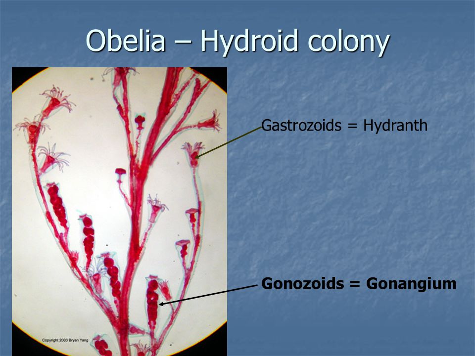 Obelia – Hydroid colony
