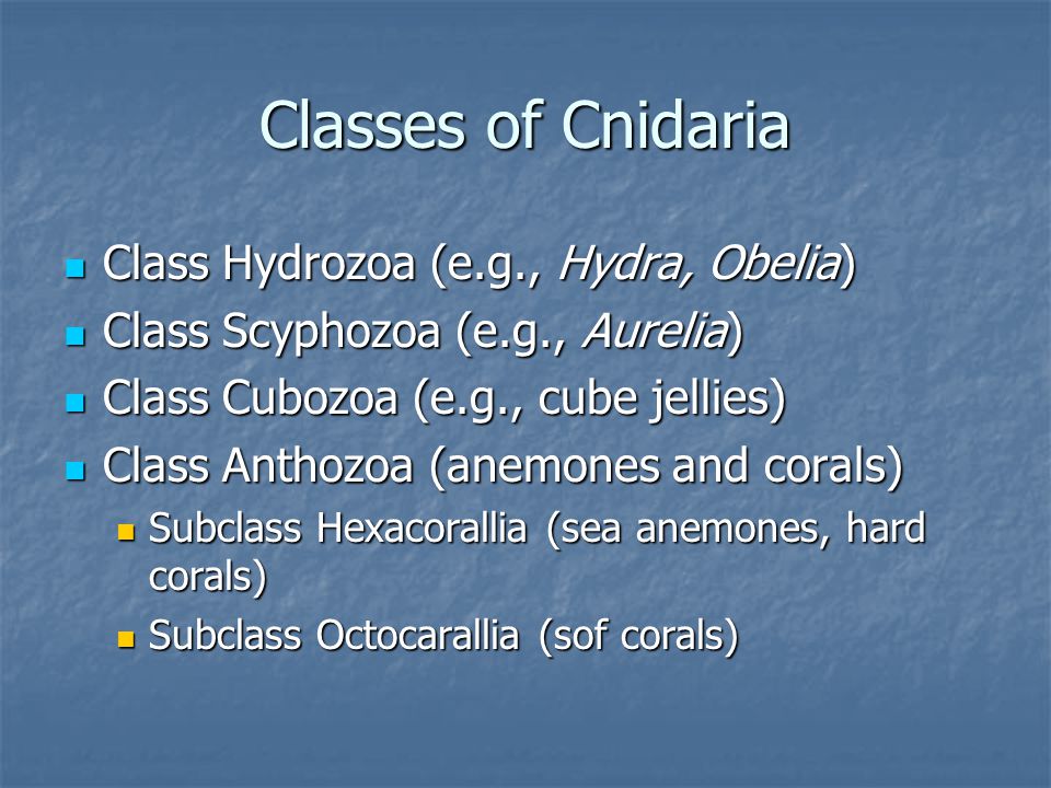 Classes of Cnidaria Class Hydrozoa (e.g., Hydra, Obelia)