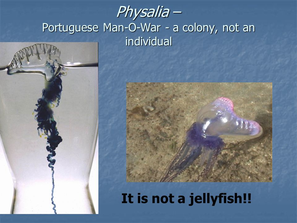 Physalia – Portuguese Man-O-War - a colony, not an individual