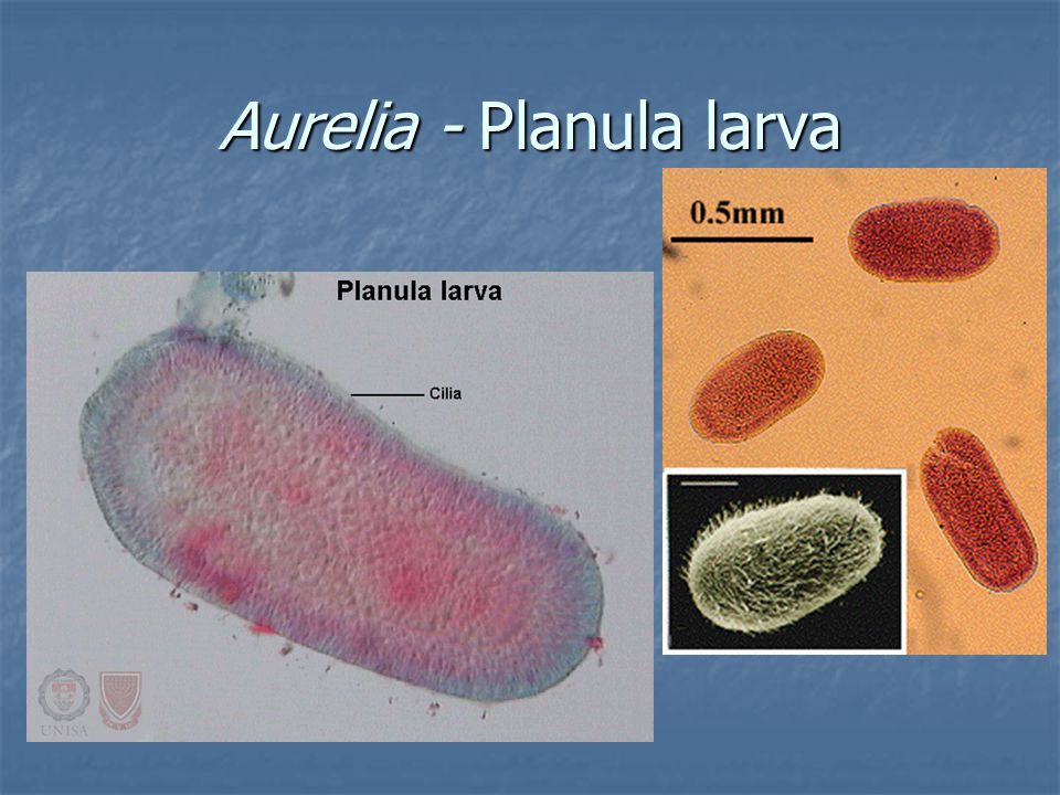Aurelia - Planula larva