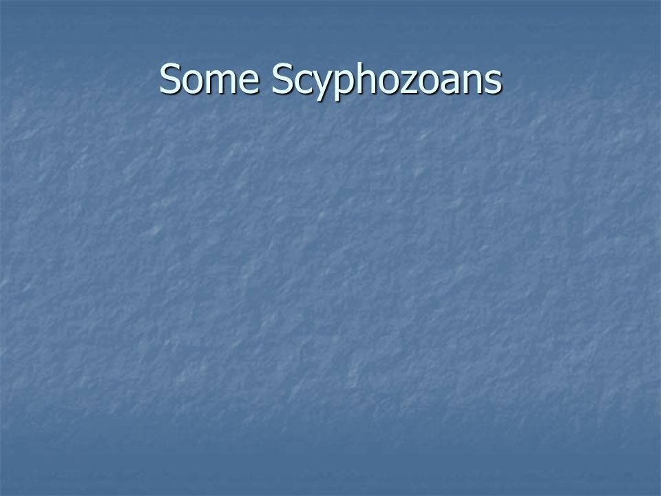 Some Scyphozoans