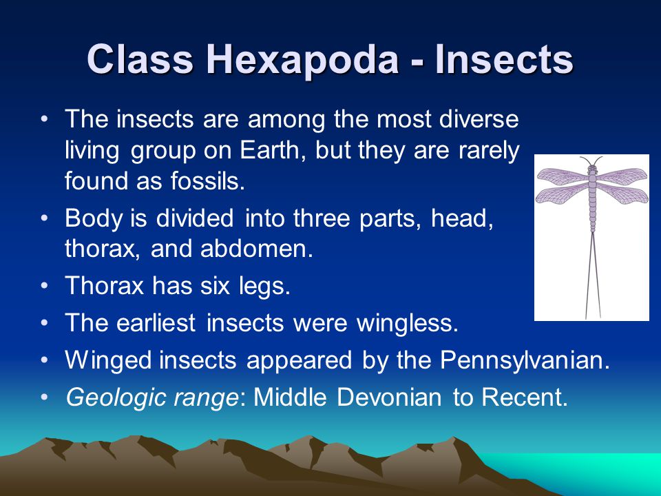 Class Hexapoda - Insects