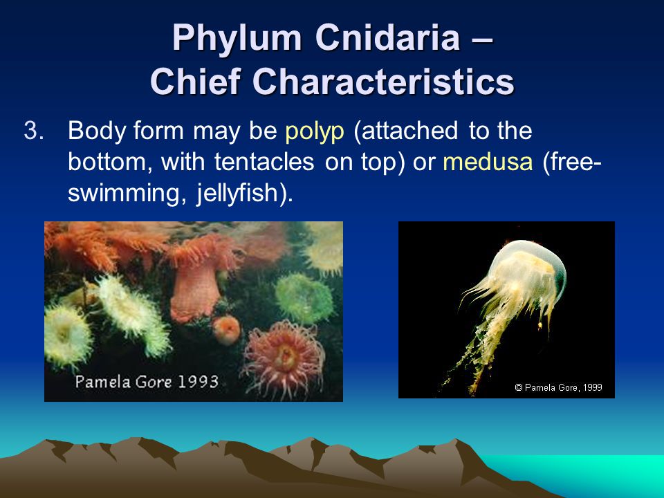 Phylum Cnidaria – Chief Characteristics