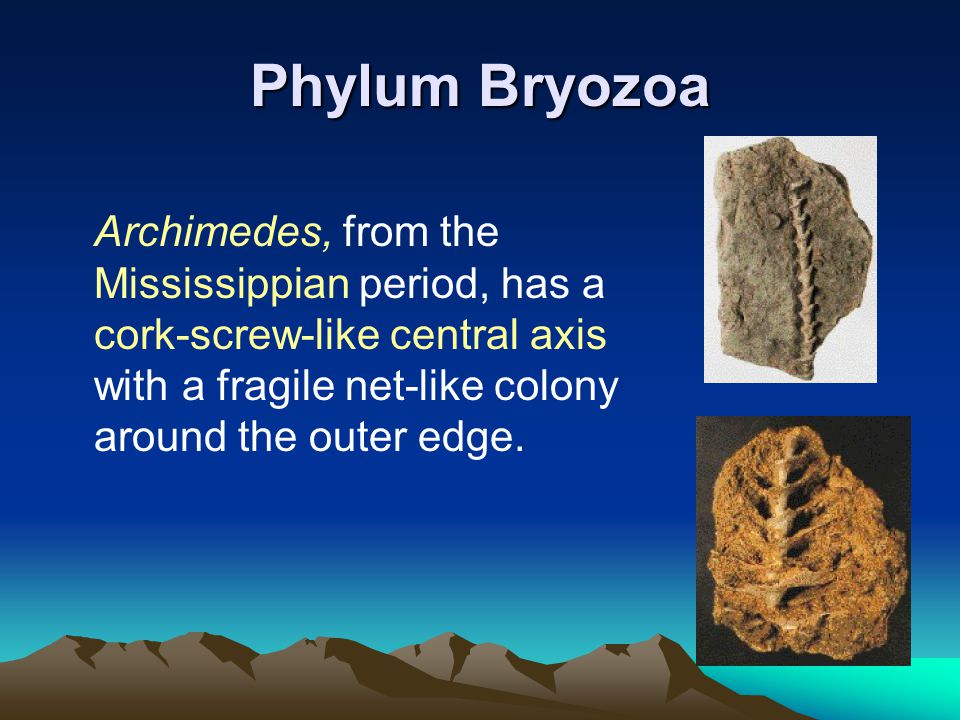 Phylum Bryozoa Archimedes, from the Mississippian period, has a cork-screw-like central axis with a fragile net-like colony around the outer edge.