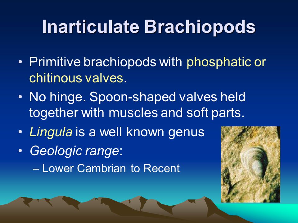 Inarticulate Brachiopods