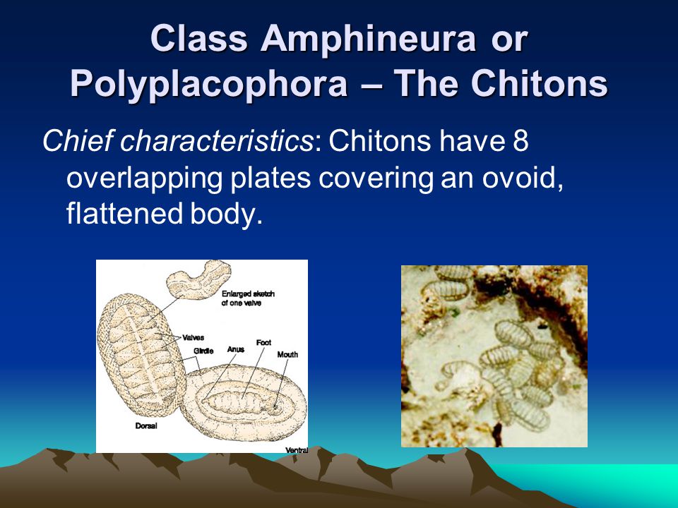 Class Amphineura or Polyplacophora – The Chitons
