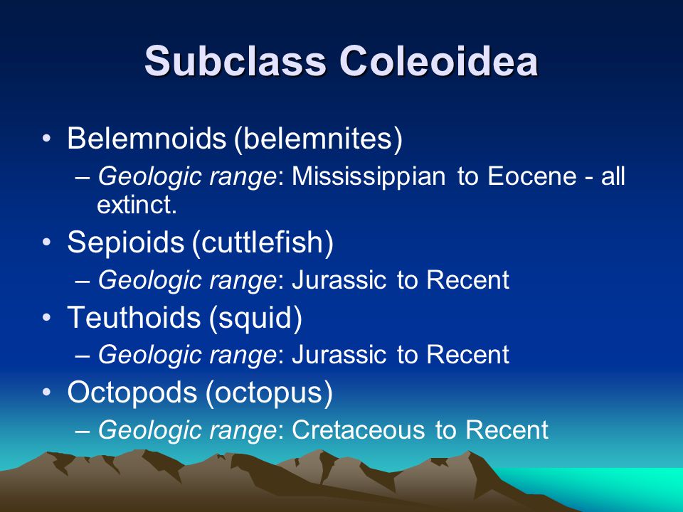 Subclass Coleoidea Belemnoids (belemnites) Sepioids (cuttlefish)