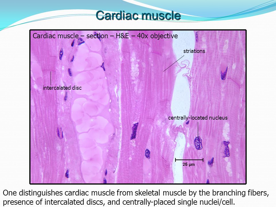 photo Cardiac Muscle Under Microscope 40X histology review muscle tissue ppt