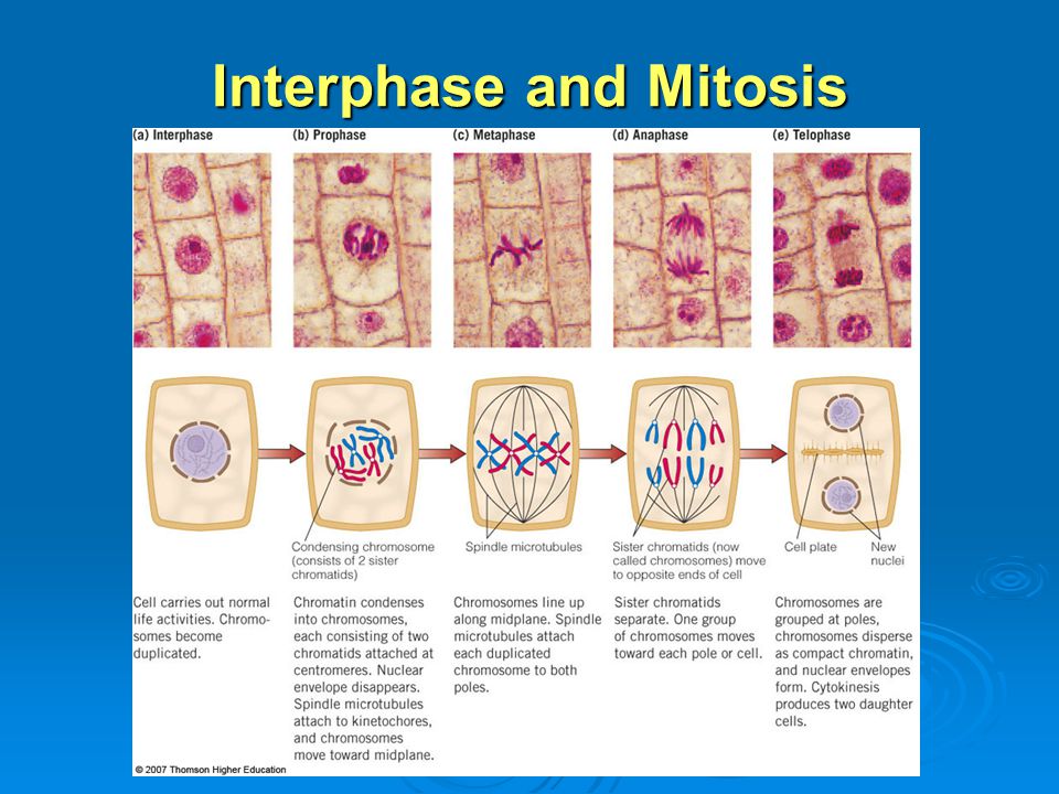 Interphase and Mitosis.