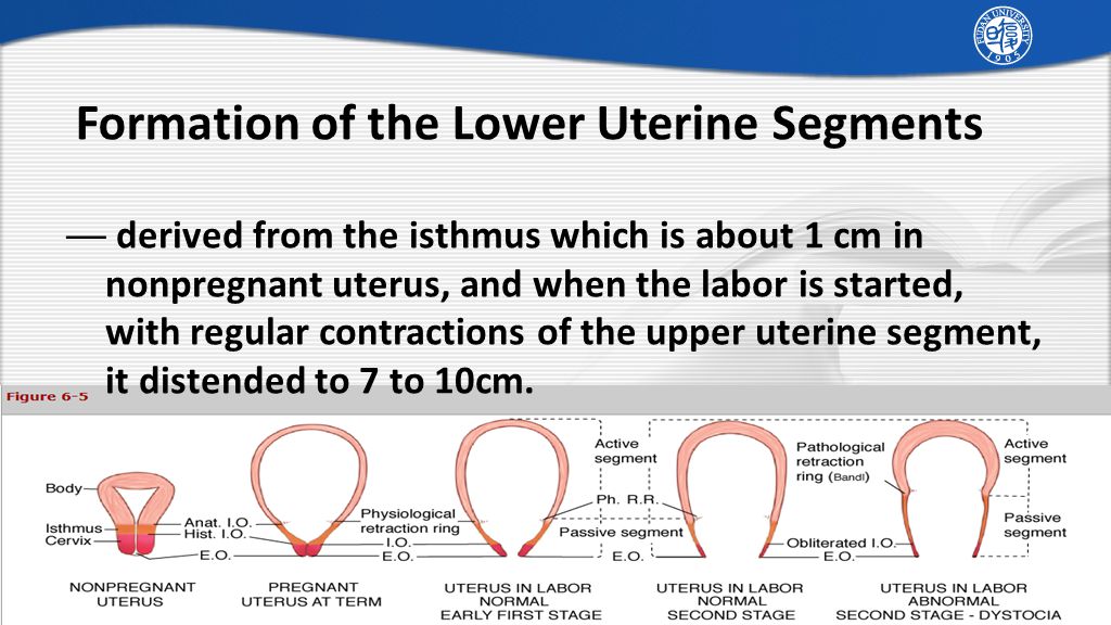 PPT - Normal Labor and Delivery PowerPoint Presentation, free download -  ID:1803819