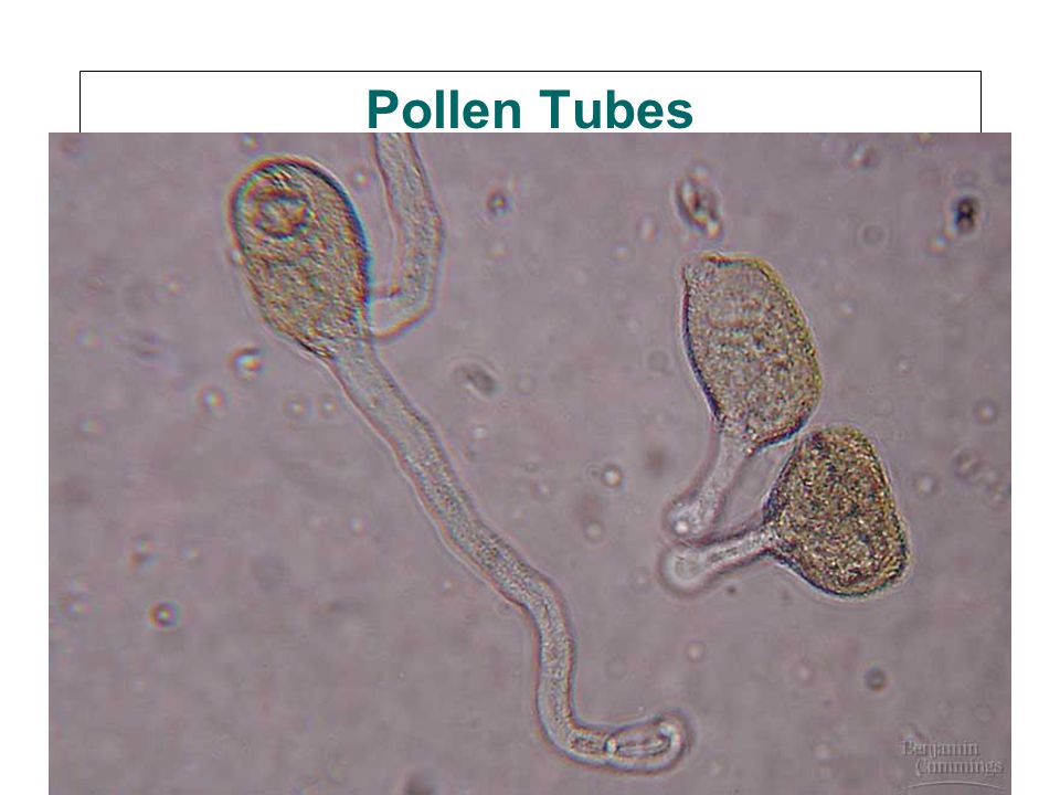 Pollen Tubes