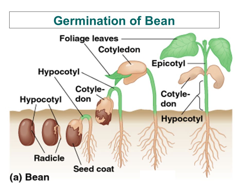 Germination of Bean
