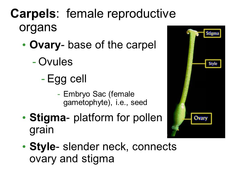 Carpels: female reproductive organs