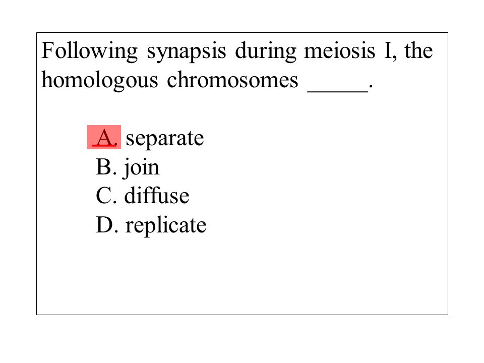 Following synapsis during meiosis I, the homologous chromosomes _____