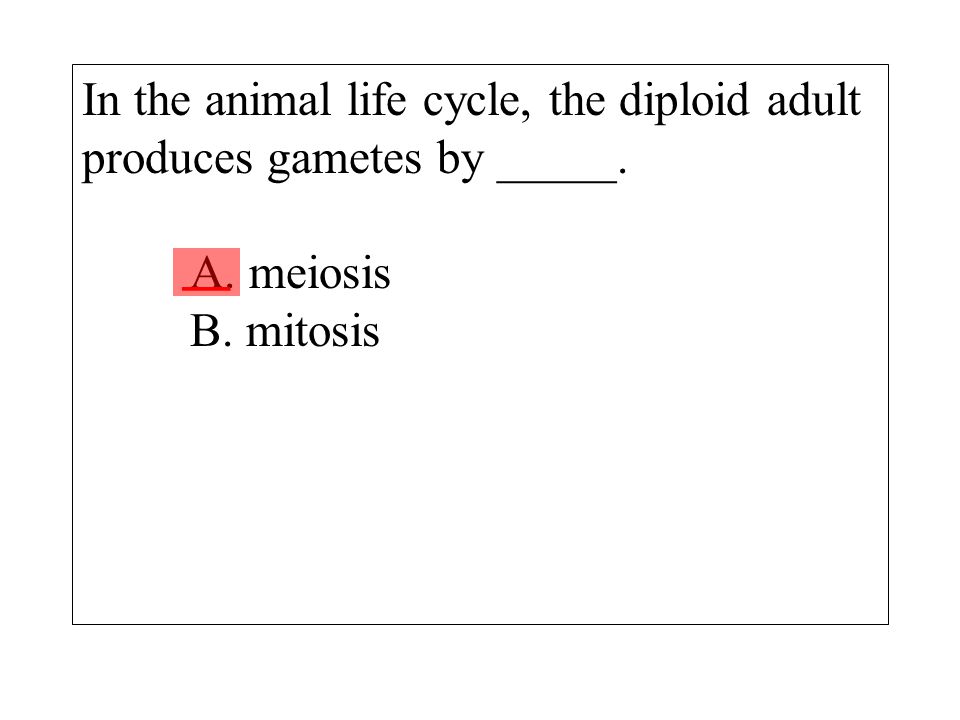In the animal life cycle, the diploid adult produces gametes by _____