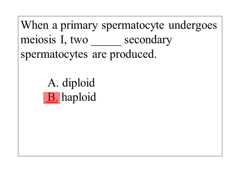 When a primary spermatocyte undergoes meiosis I, two _____ secondary spermatocytes are produced. A. diploid B. haploid