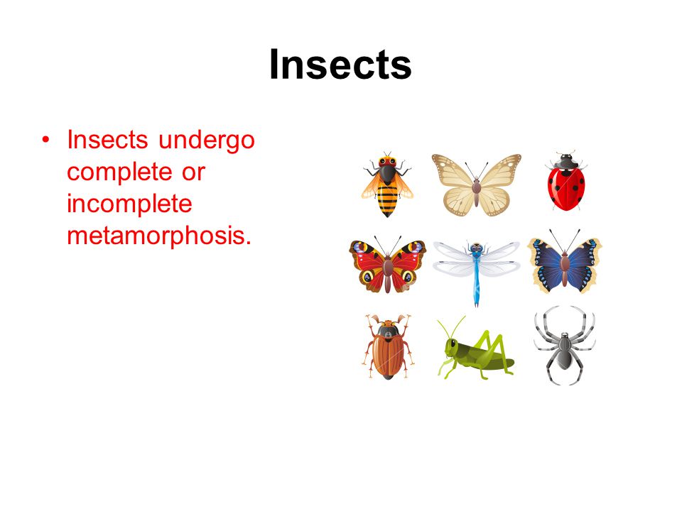 Insects Insects undergo complete or incomplete metamorphosis.