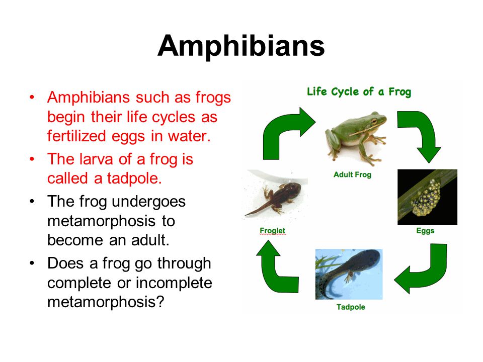 Amphibians Amphibians such as frogs begin their life cycles as fertilized eggs in water. The larva of a frog is called a tadpole.