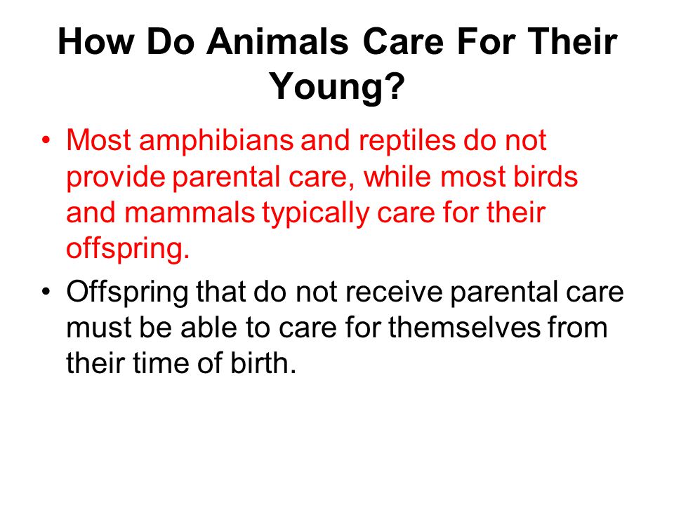 How Do Animals Care For Their Young