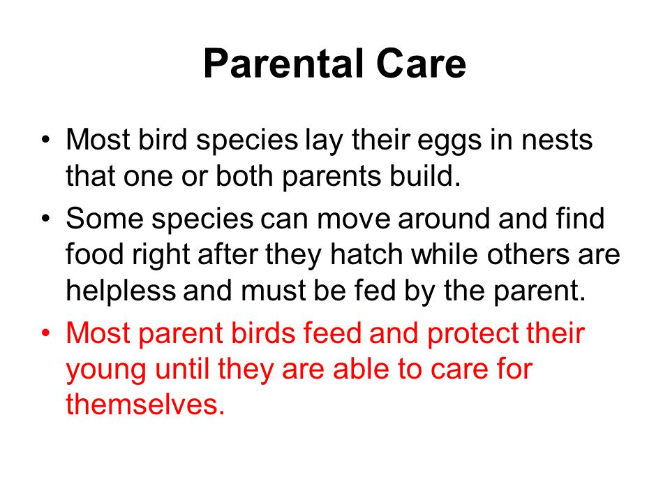 Parental Care Most bird species lay their eggs in nests that one or both parents build.
