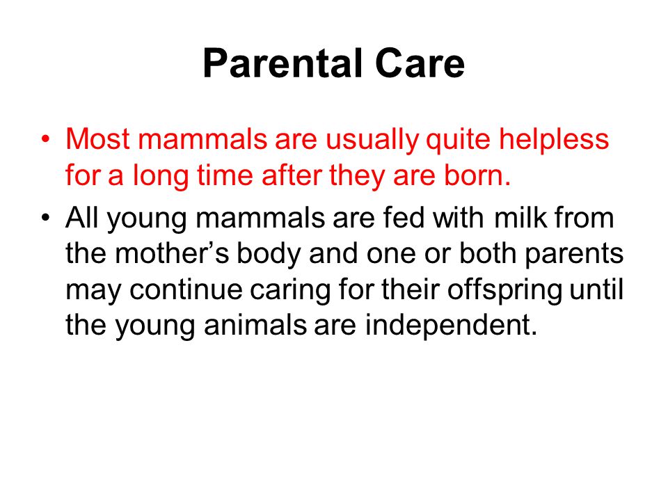 Parental Care Most mammals are usually quite helpless for a long time after they are born.
