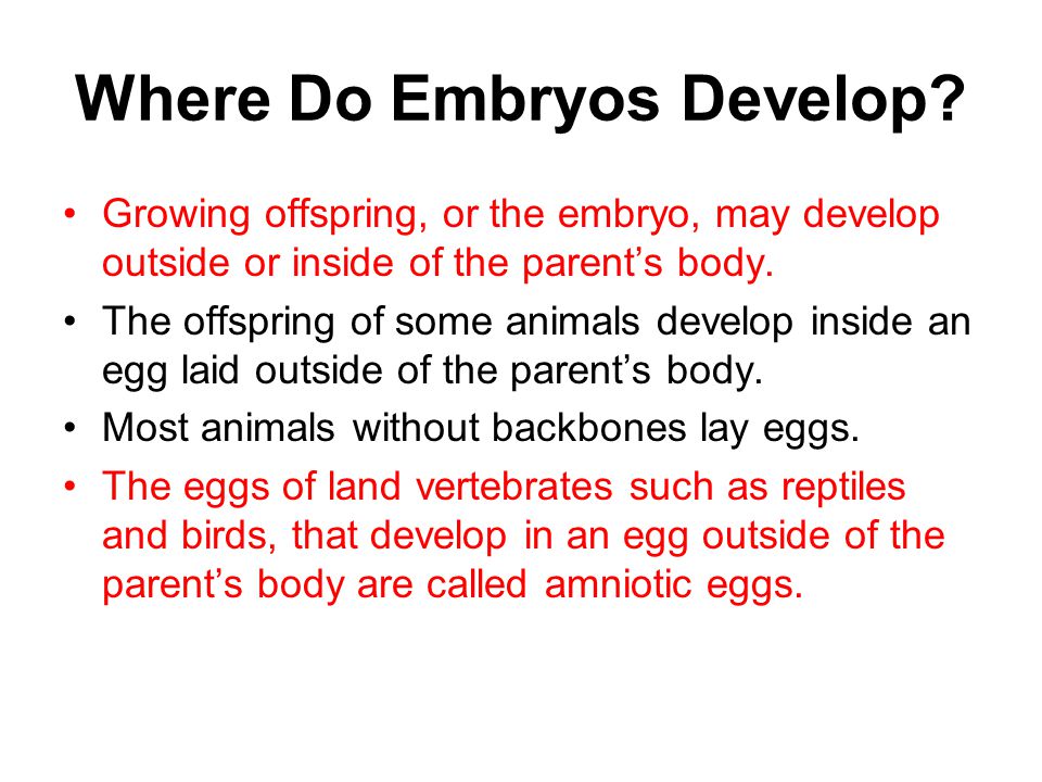 Where Do Embryos Develop